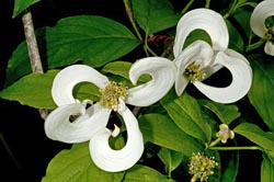 cornus florida var urbiniana thumbnail graphic